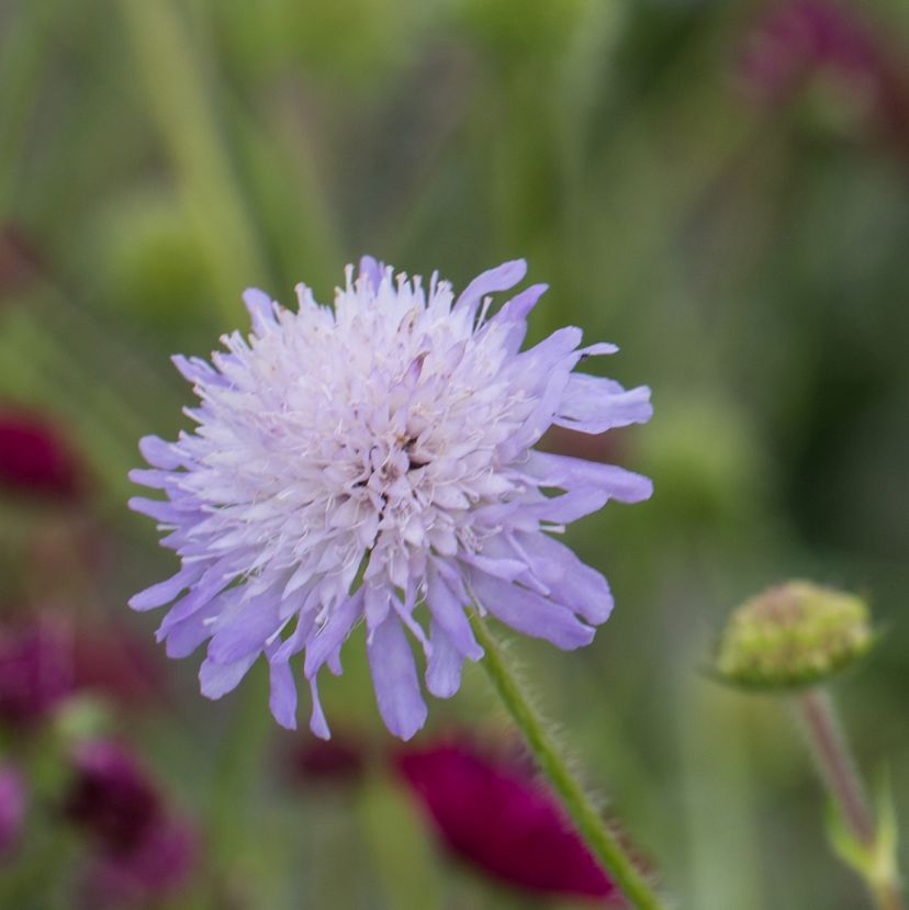 STM - Knautia arvensis