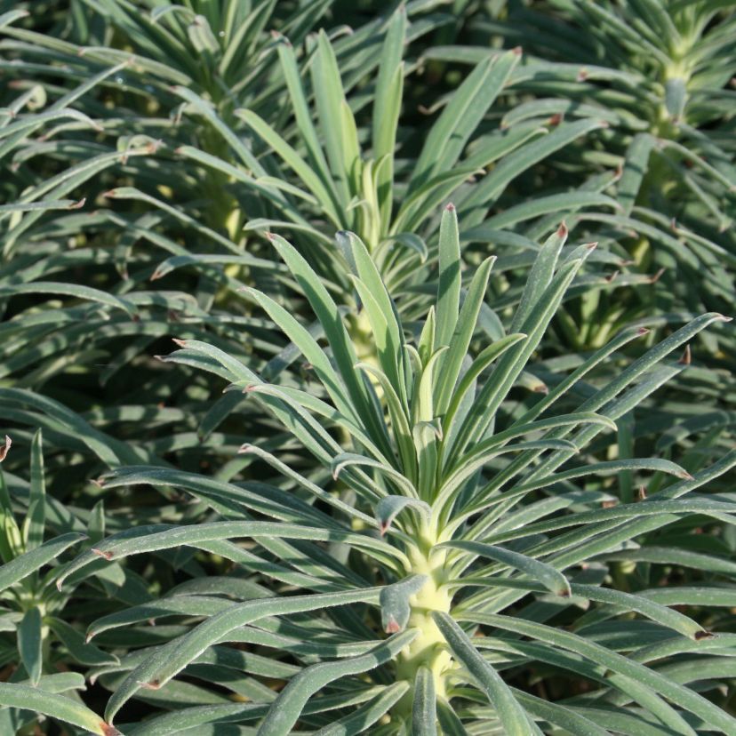 STM - Euphorbia chara. 'Shorty'