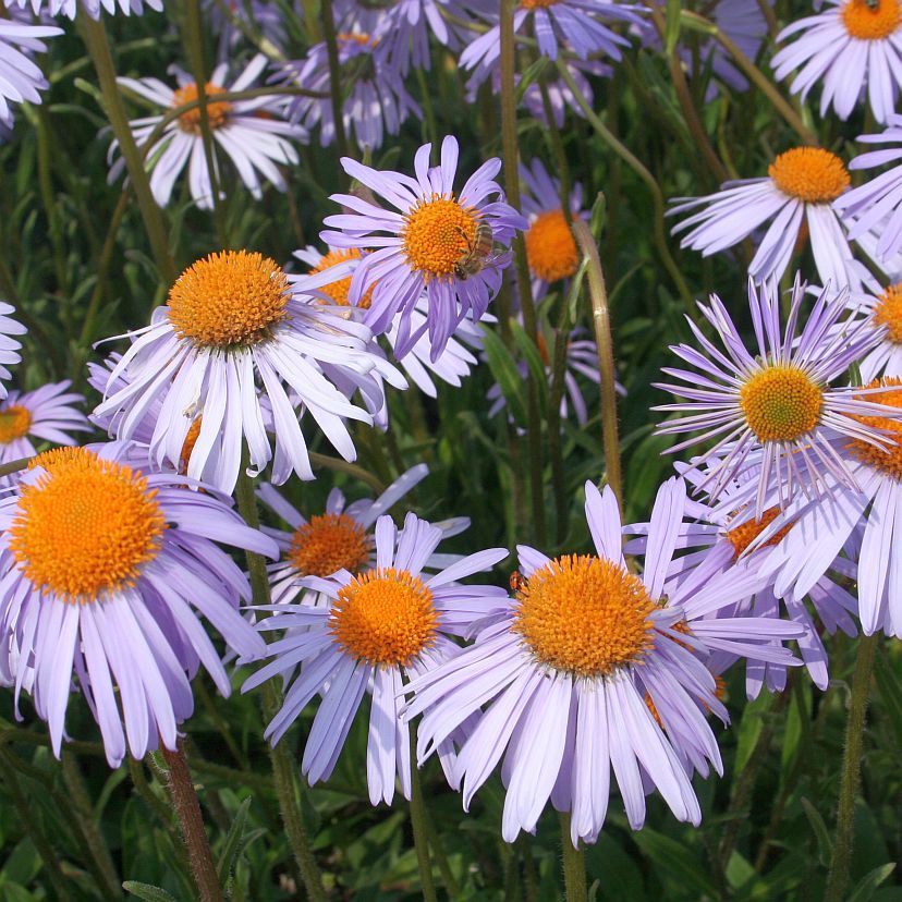 STM - Aster tongolensis 'Berggarten'