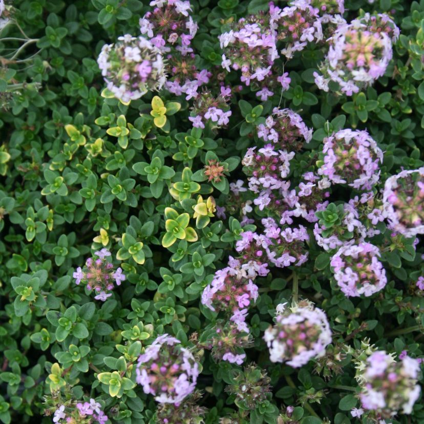 Thymus citriodorus 'Doone Valley'