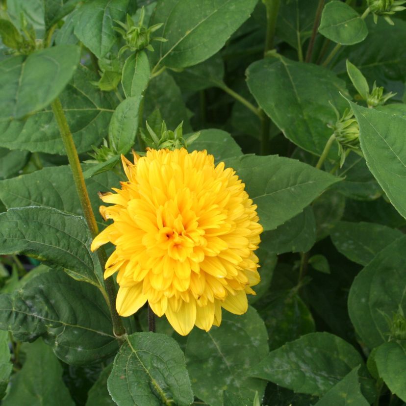 STM - Helianthus dec. 'Loddon Gold'