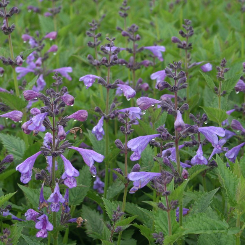 STM - Nepeta yunnansis 'Blue Dragon'
