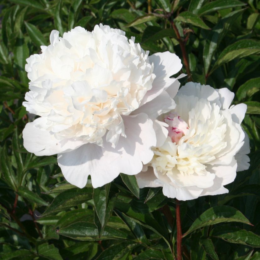 Paeonia lact. 'Noemie Demay'