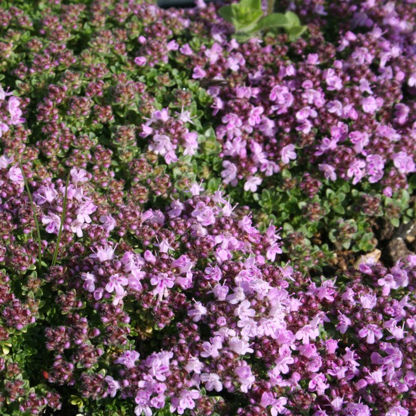 Thymus hybr. 'Rasta'