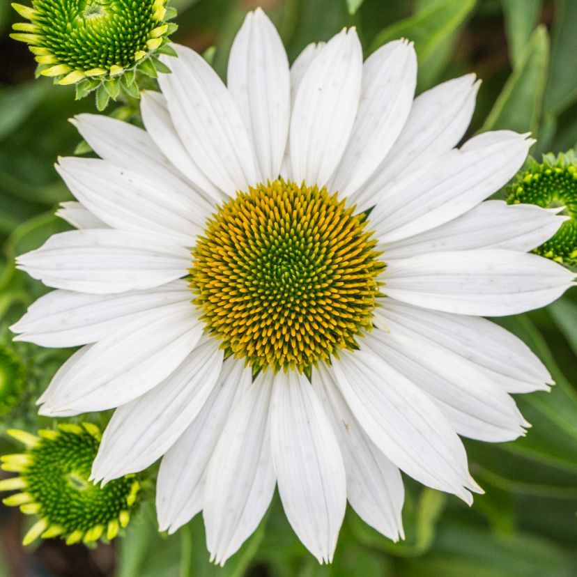STM - Echinacea purp. 'Sun Seekers White'