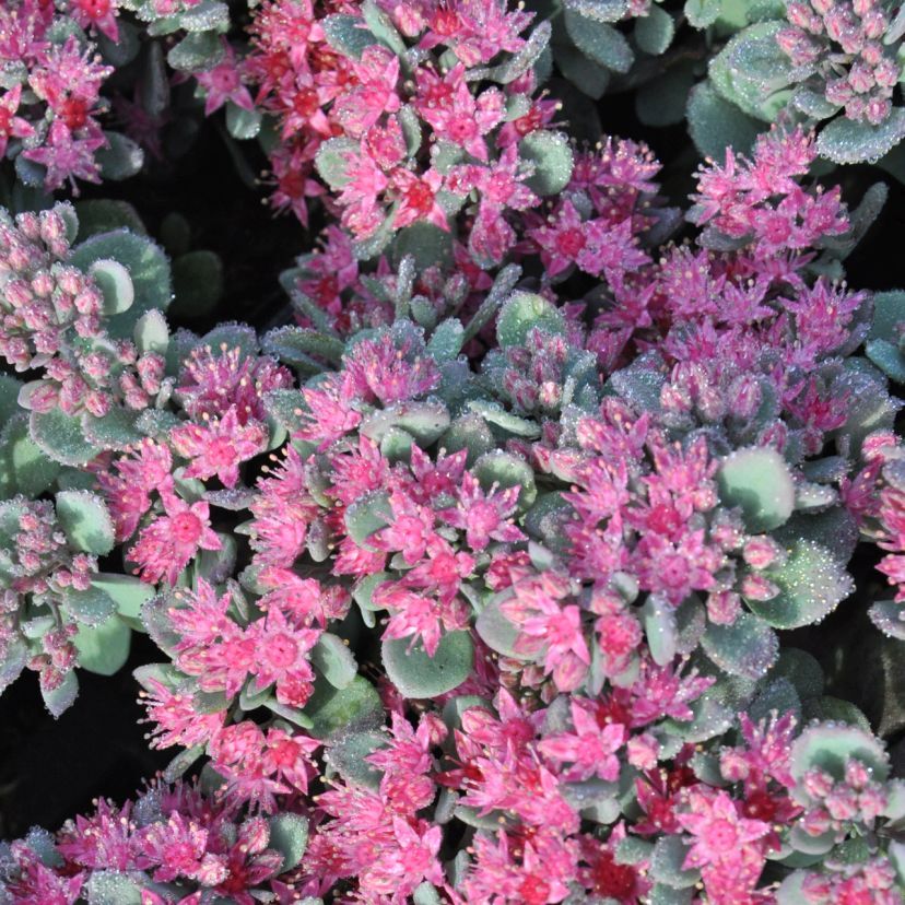 STM - Sedum cauticola 'Bertram Anderson'