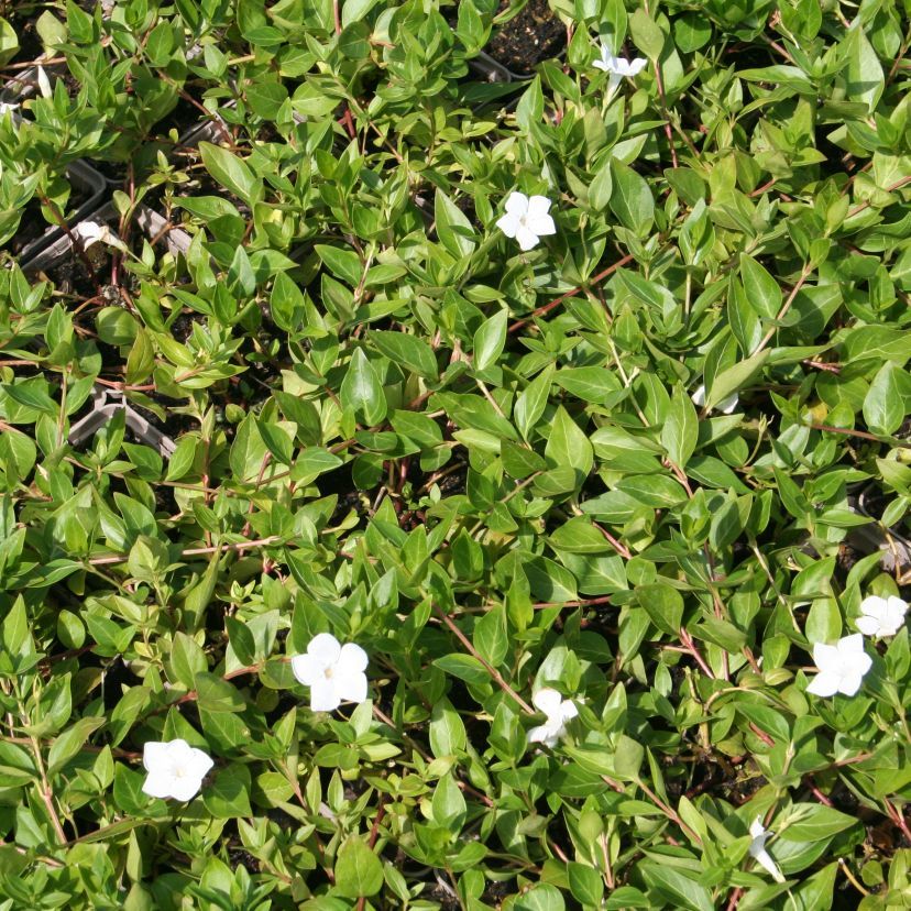 STM - Vinca major 'Alba'