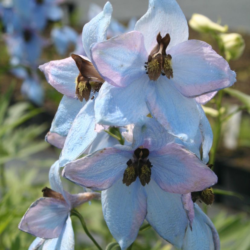 STM - Delphinium cult. 'Morgentau'