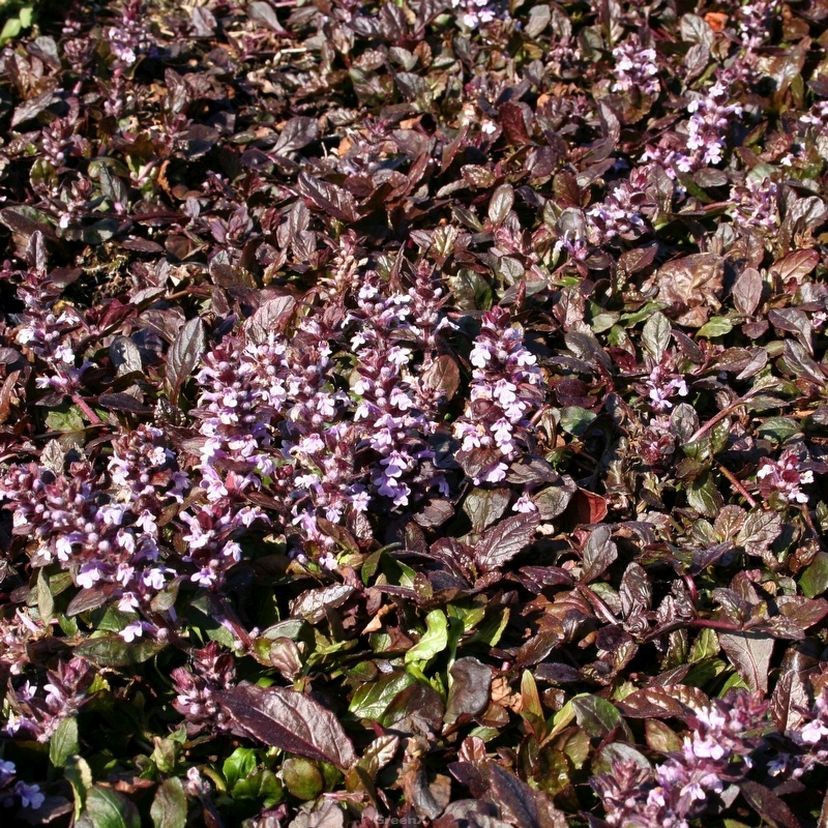 STM - Ajuga reptans 'Purple Torch'