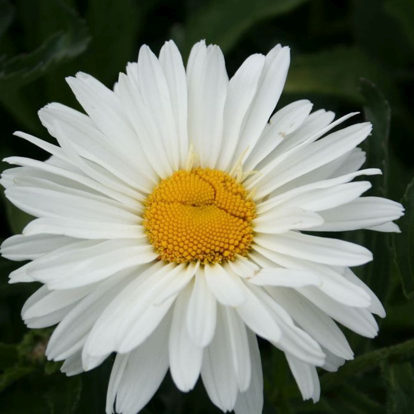 STM - Leucanthemum sup. 'Bridal Bouquet'
