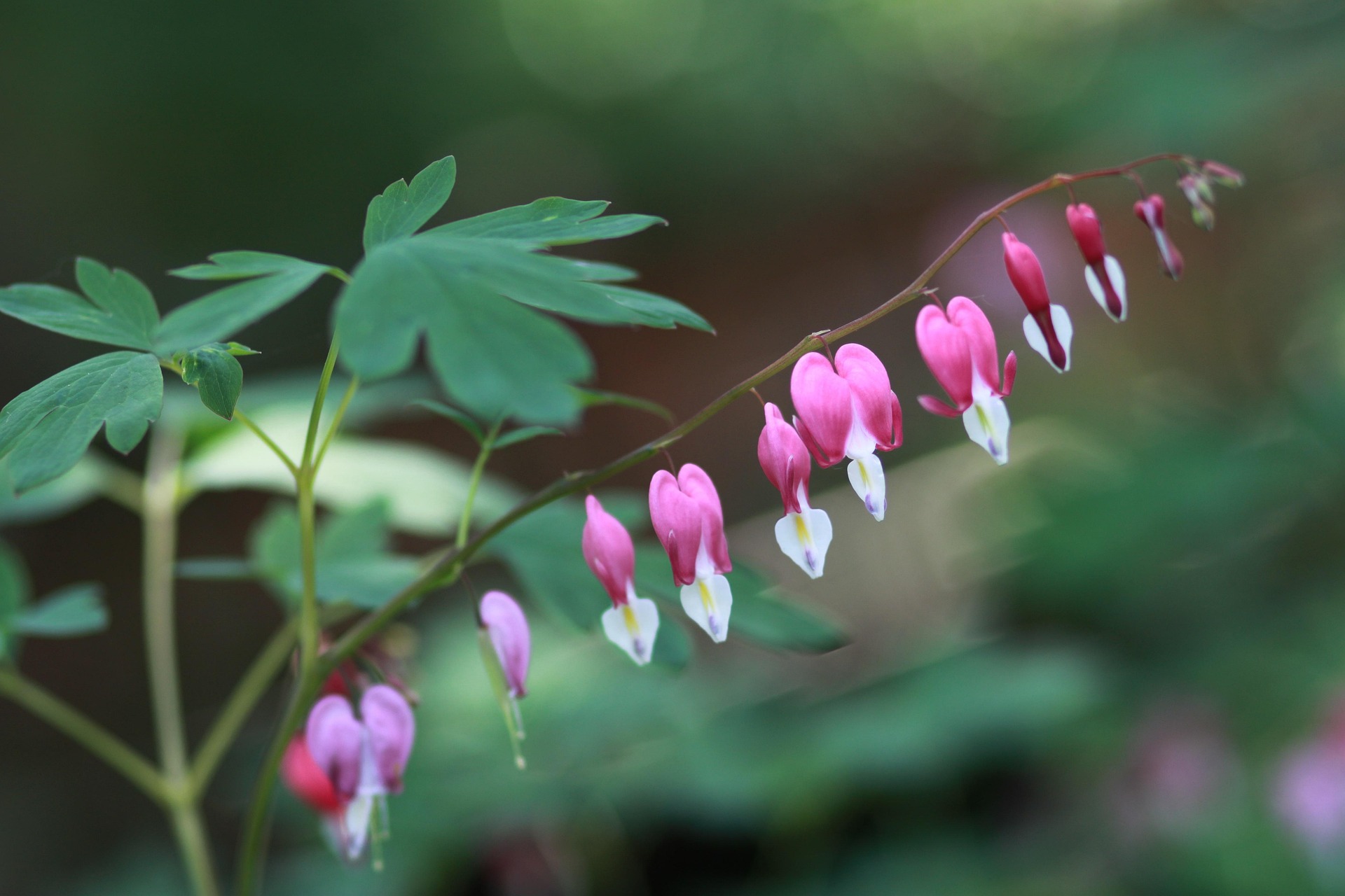 Dicentra spectabilis - Tränendes Herz