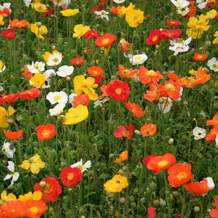 Papaver nudic. 'Gartenzwerg'