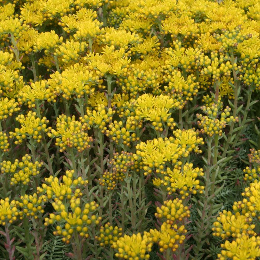 Sedum reflexum