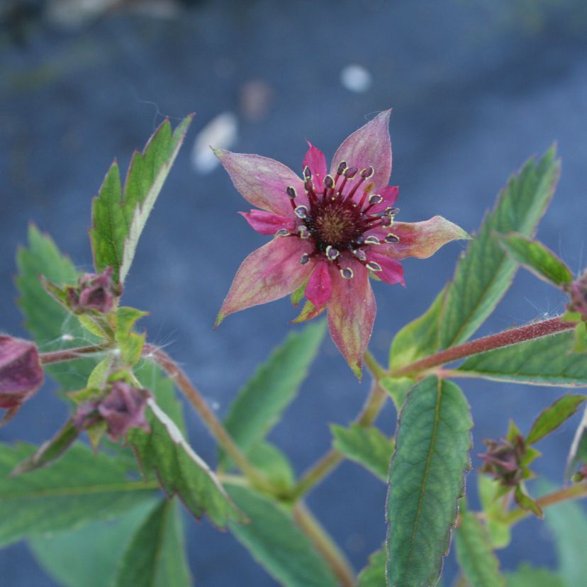 Potentilla palustris