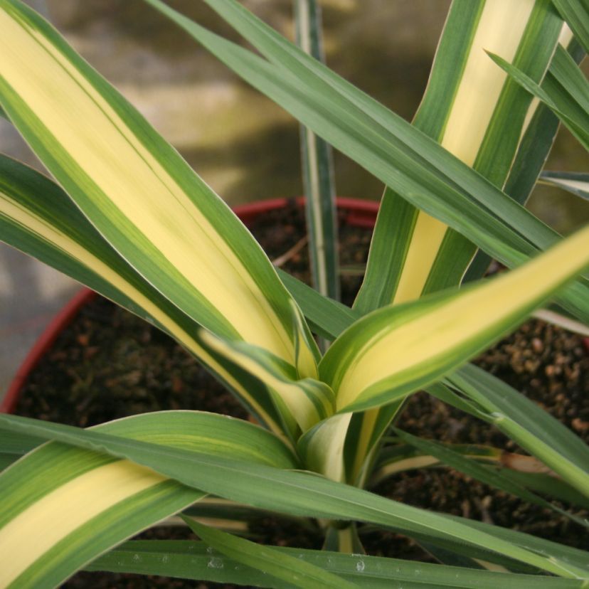 STM - Yucca filamentosa 'Color Guard'