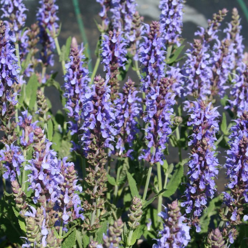 STM - Salvia nemorosa 'Heavenly Blue'