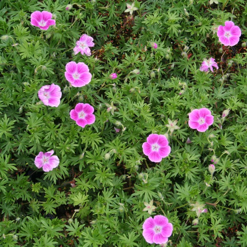 Geranium sang. 'Elke'