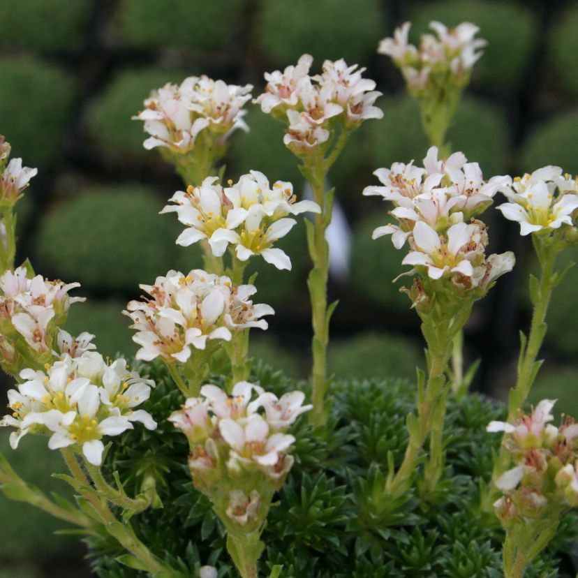 Saxifraga apiculata 'Gregor Mendel'