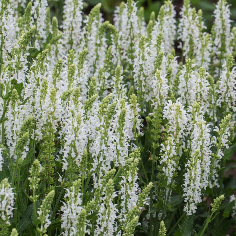 STM - Salvia nemorosa 'Sens. Comp. White'