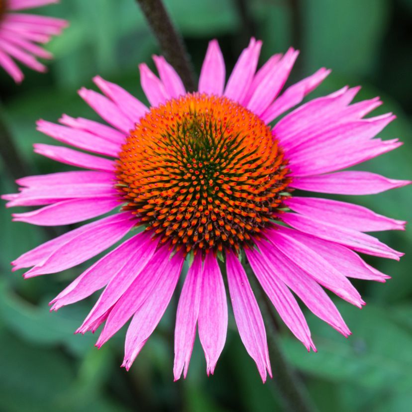STM - Echinacea purp. 'Pica Bella'  -R-