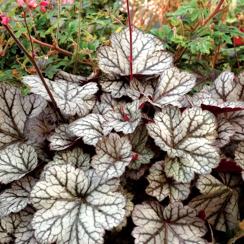STM - Heuchera hybr. 'Glitter'