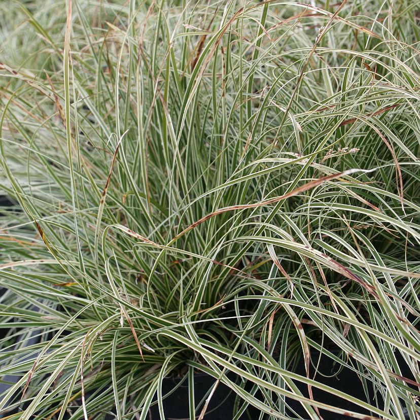 STM - Carex conica 'Snowline'