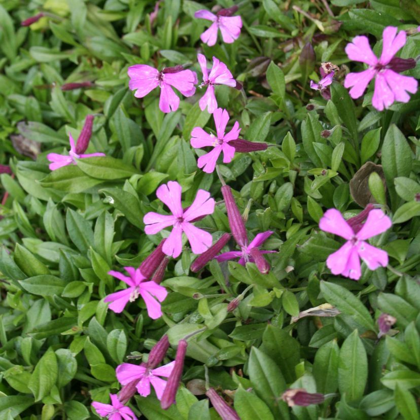 STM - Silene schafta