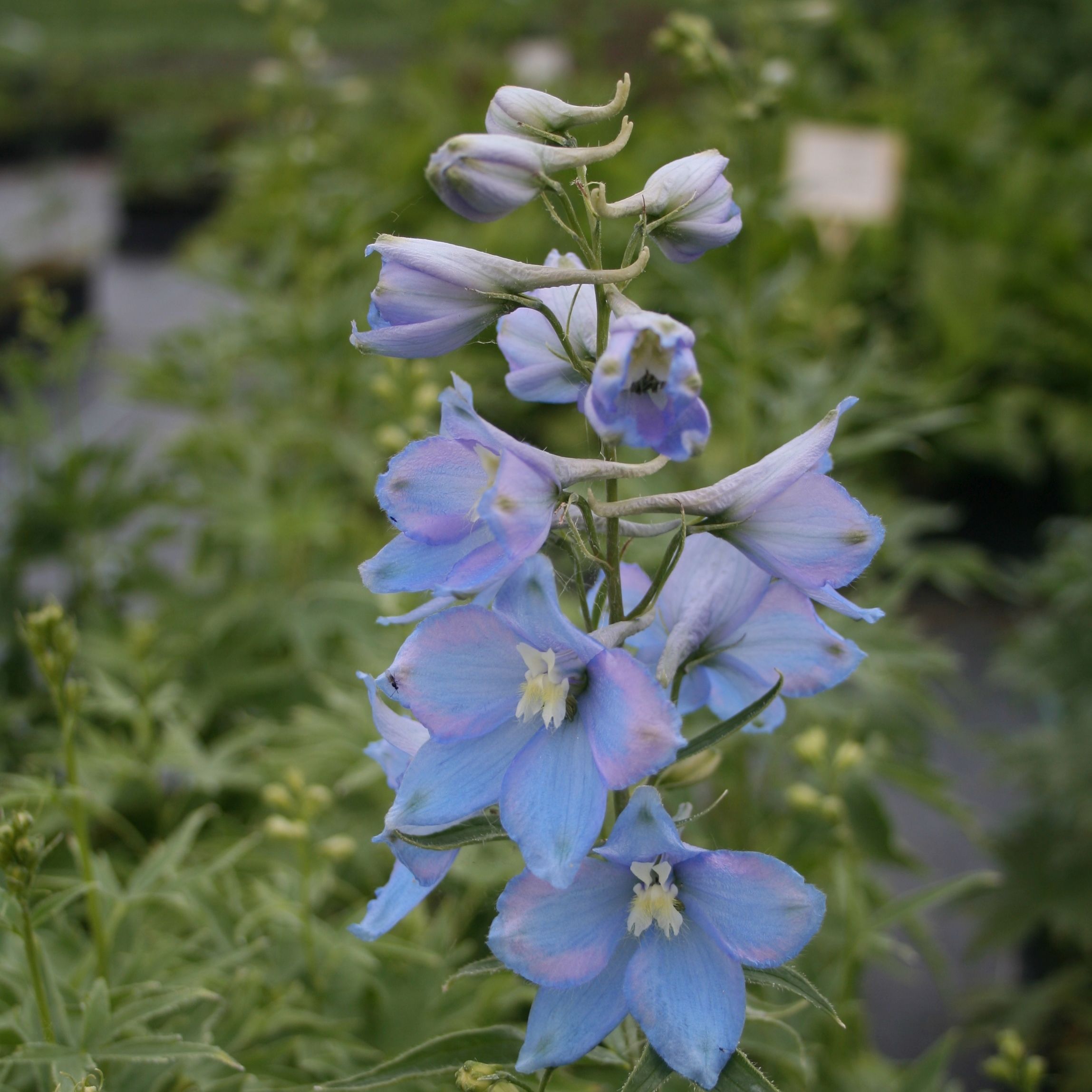 Delphinium x cultorum 'Ariel'