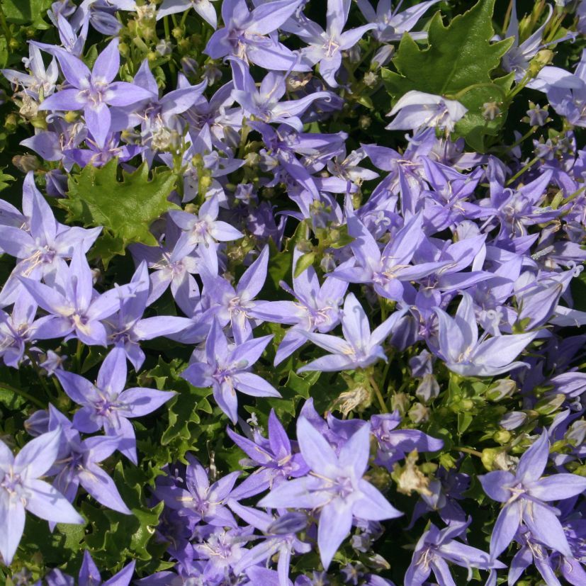 Campanula garganica 'Erinus Major'