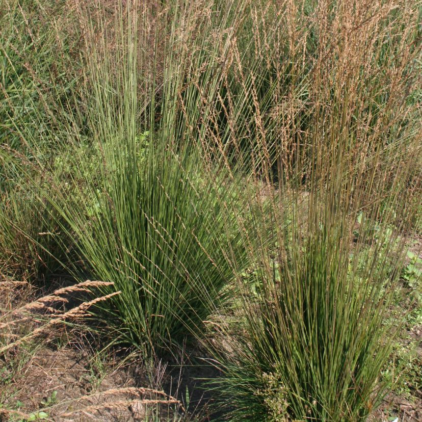 STM - Molinia caerulea 'Strahlenquelle'