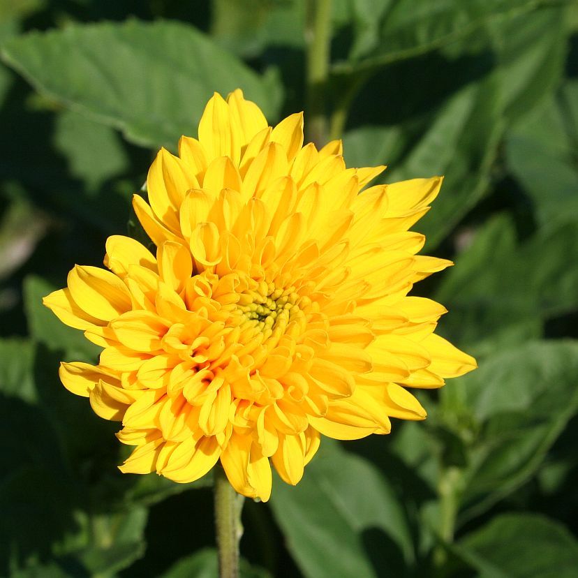 STM - Helianthus dec. 'Sunshine Daydream'