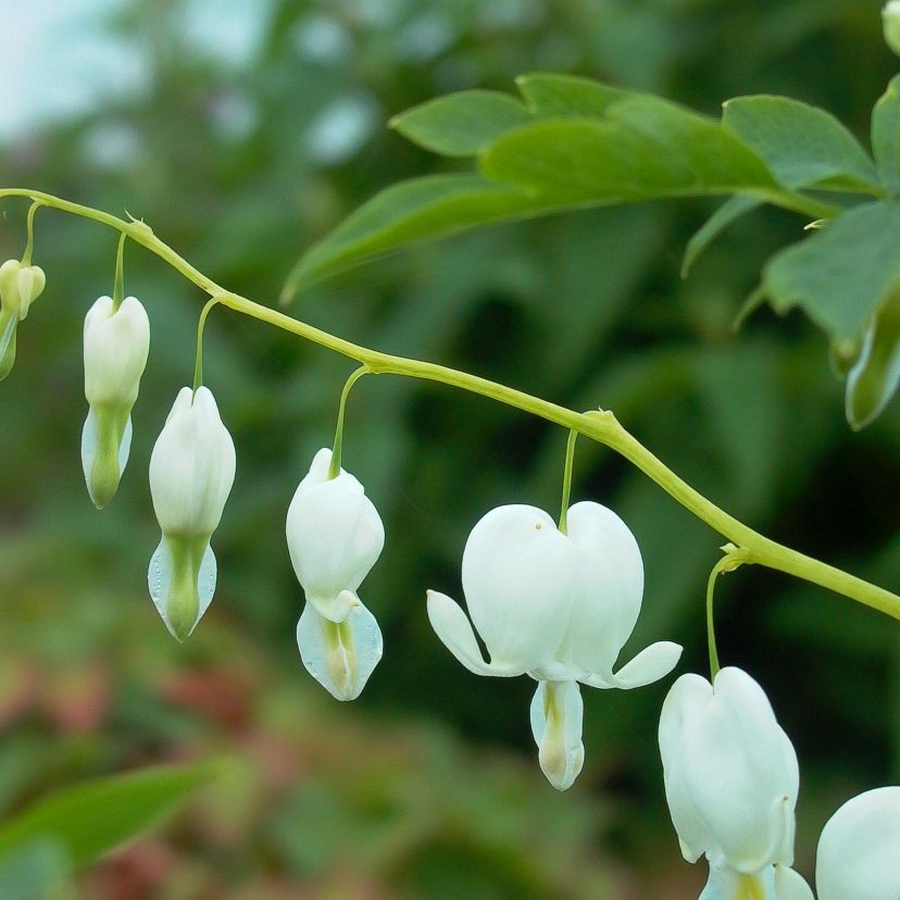 STM - Dicentra spectabilis 'Alba'