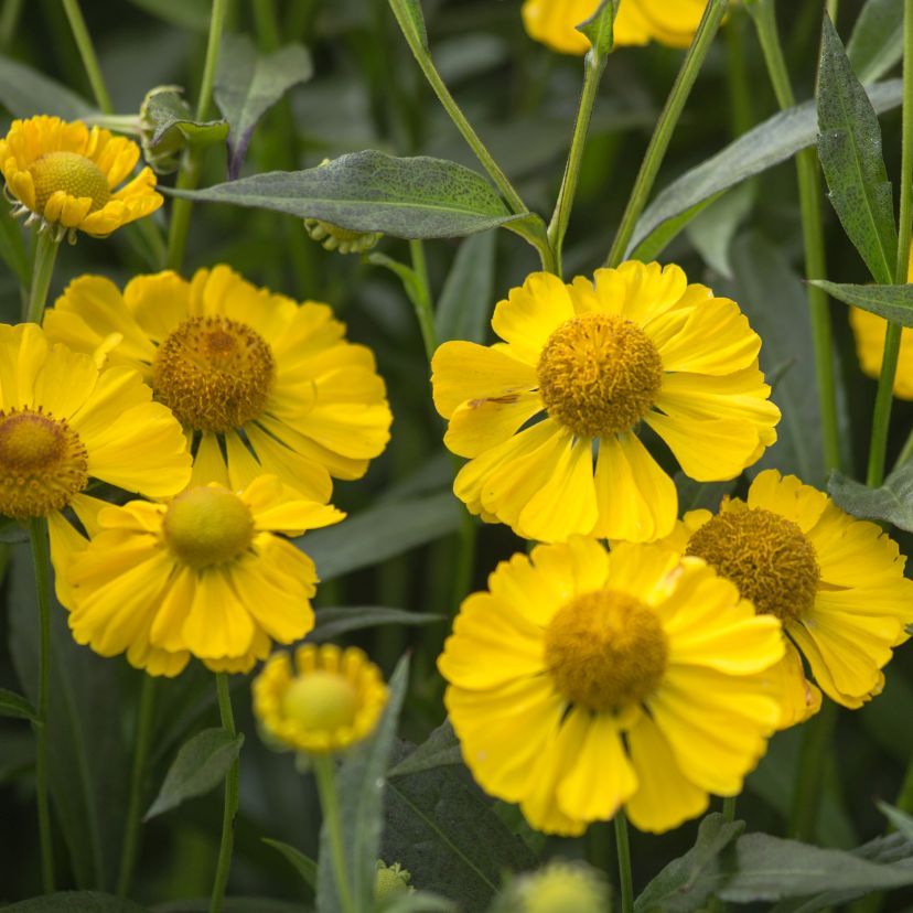 STM - Helenium autumnale 'Helena Yellow'