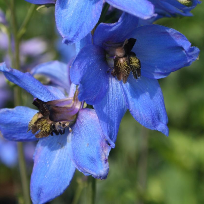 Delphinium x cultorum 'Blaustrahl'