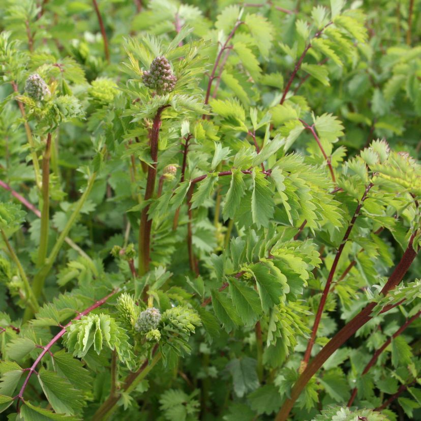 Sanguisorba minor