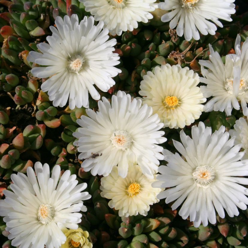 STM - Delosperma congestum 'Album'