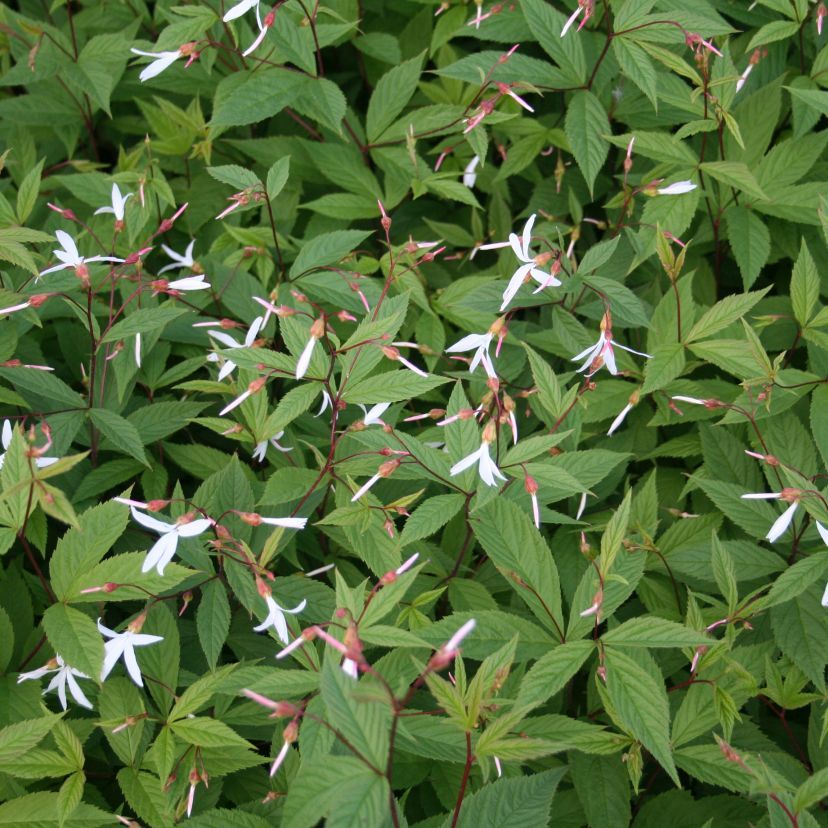 Gillenia trifoliata