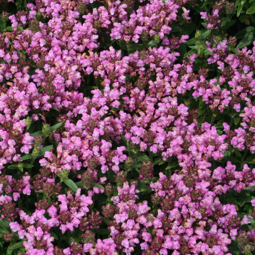 Prunella grandiflora 'Loveliness Pink'