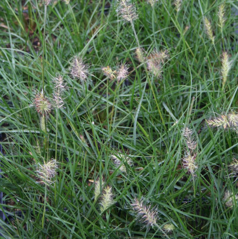 Pennisetum alopec. 'Little Bunny'