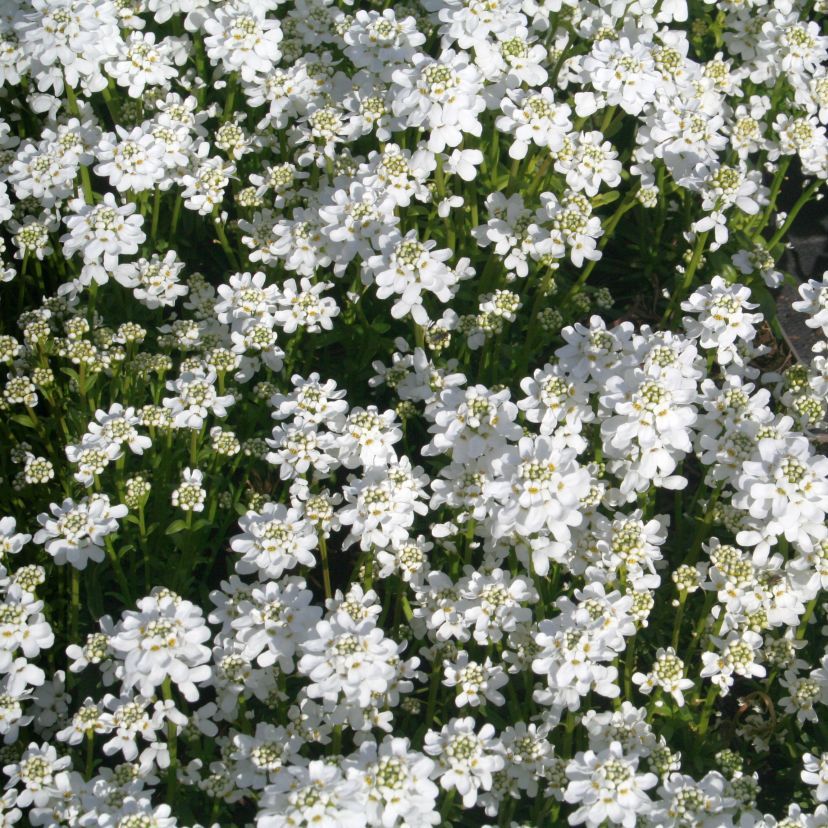 Iberis semp. 'Zwergschneeflocke'
