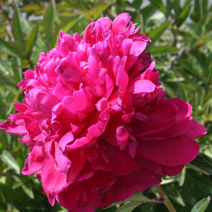 Paeonia lact. 'Paul M Wild'