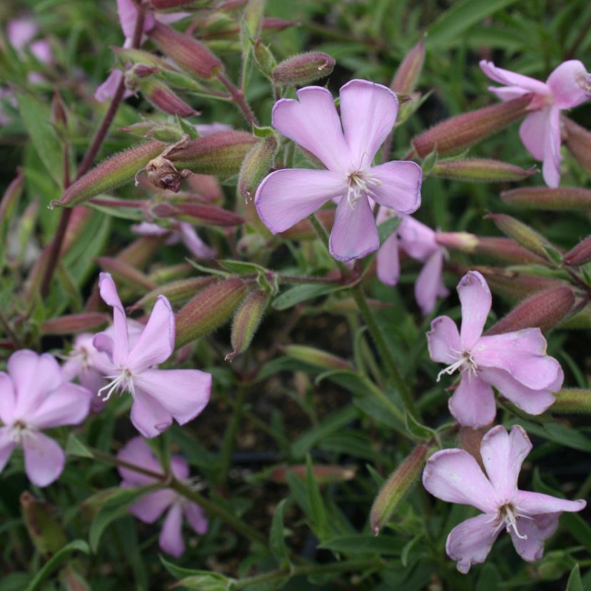 STM - Saponaria x lempergii 'Max Frei'