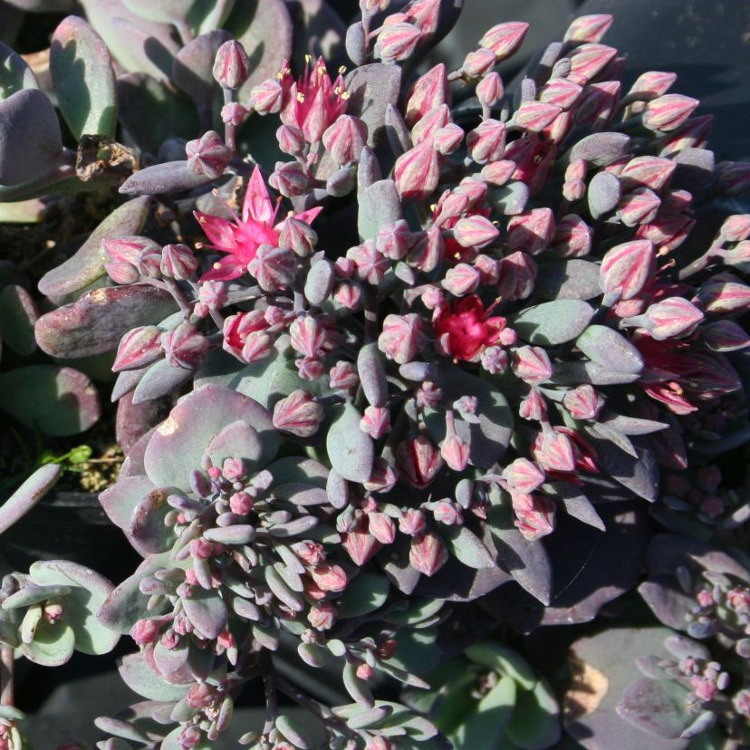 Sedum cyaneum 'Sacchalin'