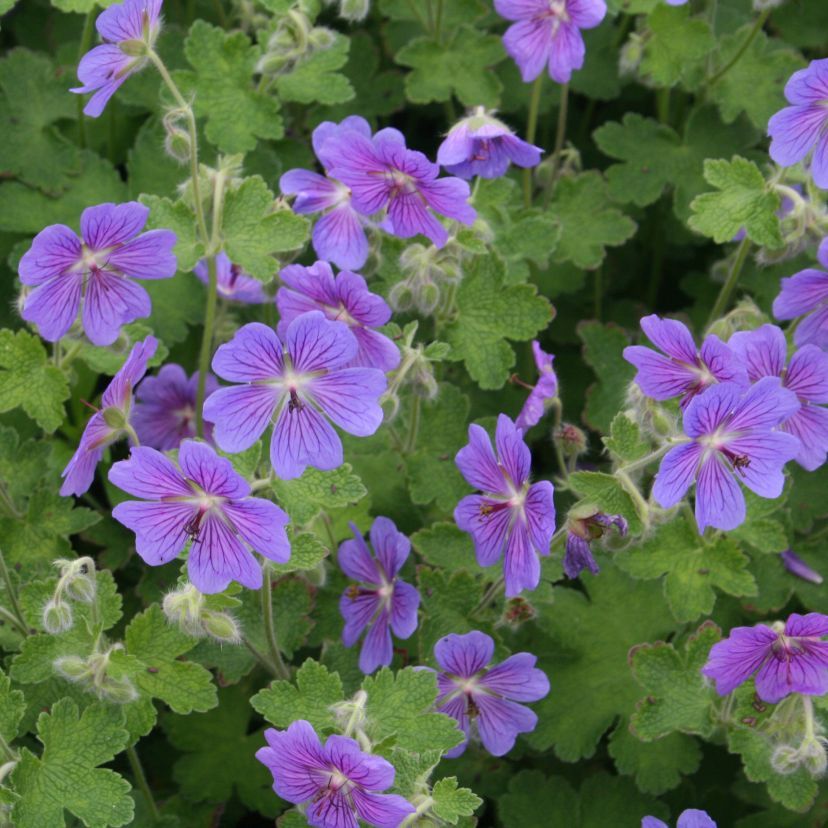 Geranium renardii 'Terre Franche'