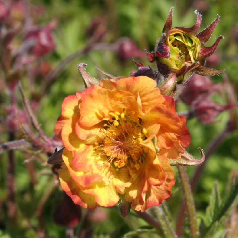 STM - Geum x cult. 'Alabama Slammer'