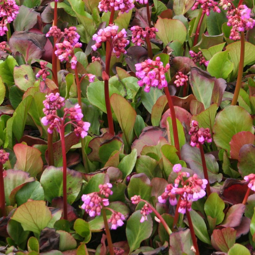STM - Bergenia cordifolia rosa-rot