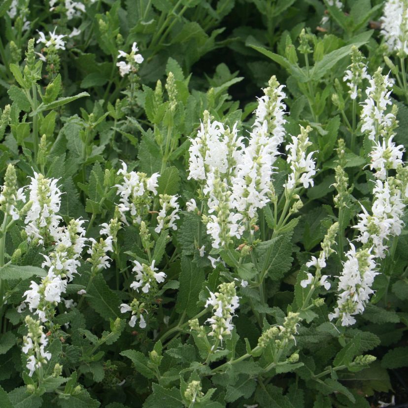 STM - Salvia nemorosa 'Schneehügel'