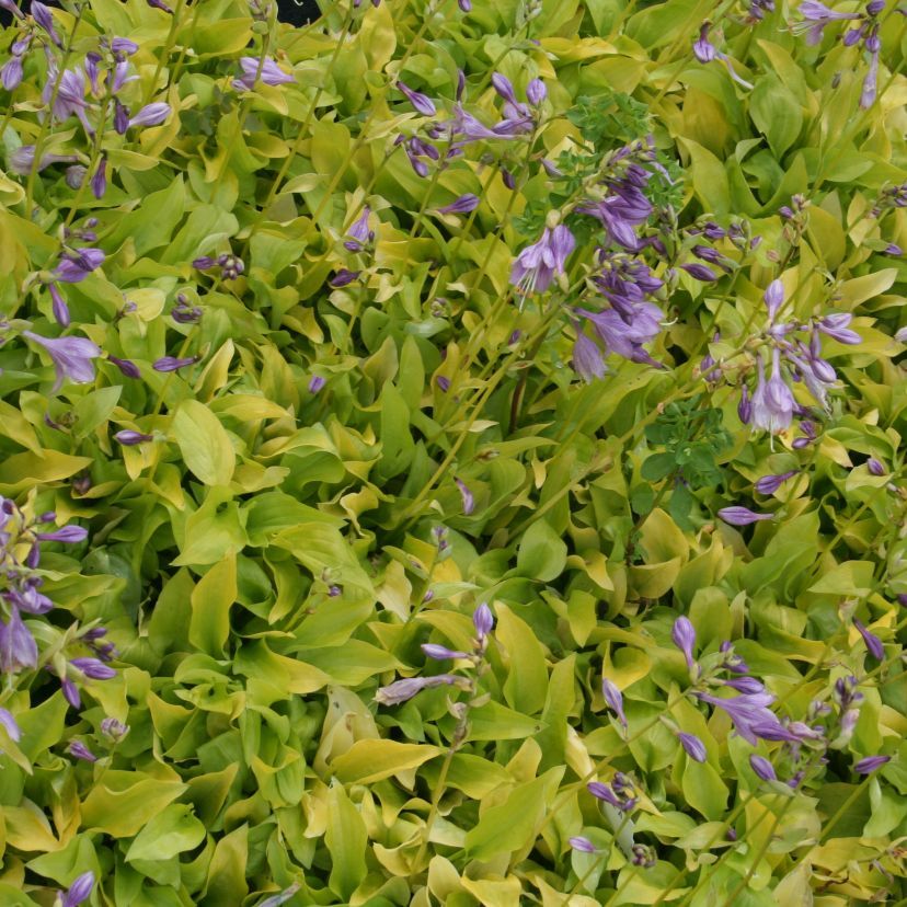 STM - Hosta nakaiana 'Hydon Sunset'