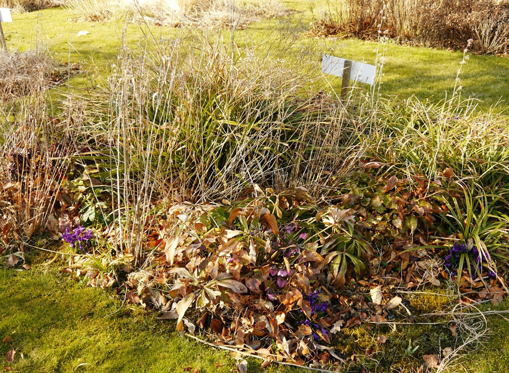 Musterfläche "Thüringer Blütensaum" im Schaugarten vor dem Rückschnitt