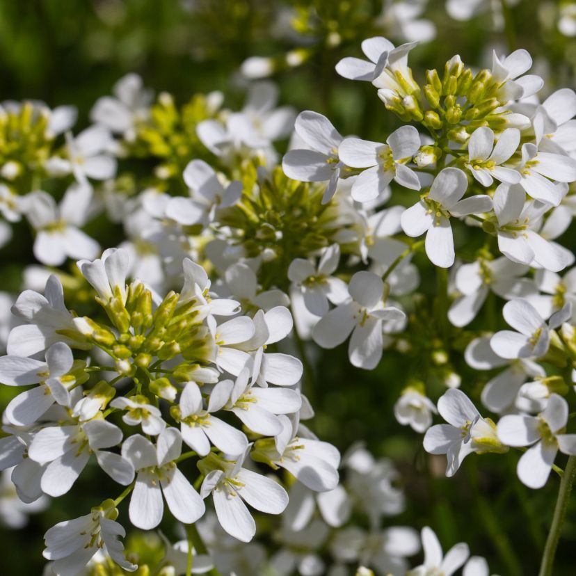 STM - Arabis procurrens 'Glacier'